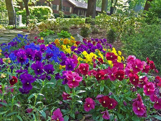 Bright seasonal plants in a rural back yard