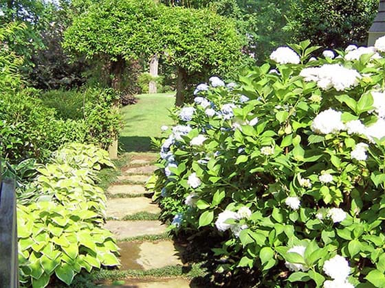 A stone pathway surrounded by plants